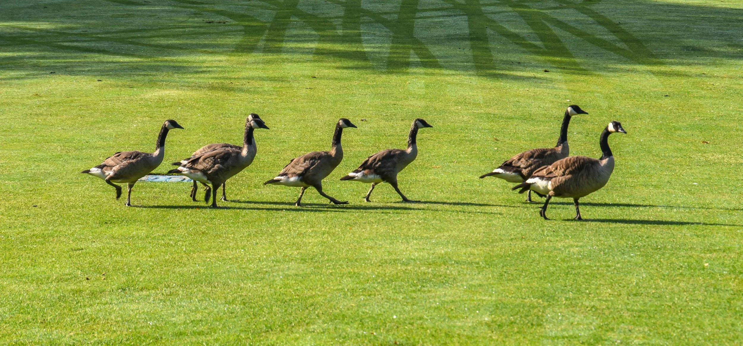 Usually, I hate Canadian Geese, but these fellas were oddly polite.