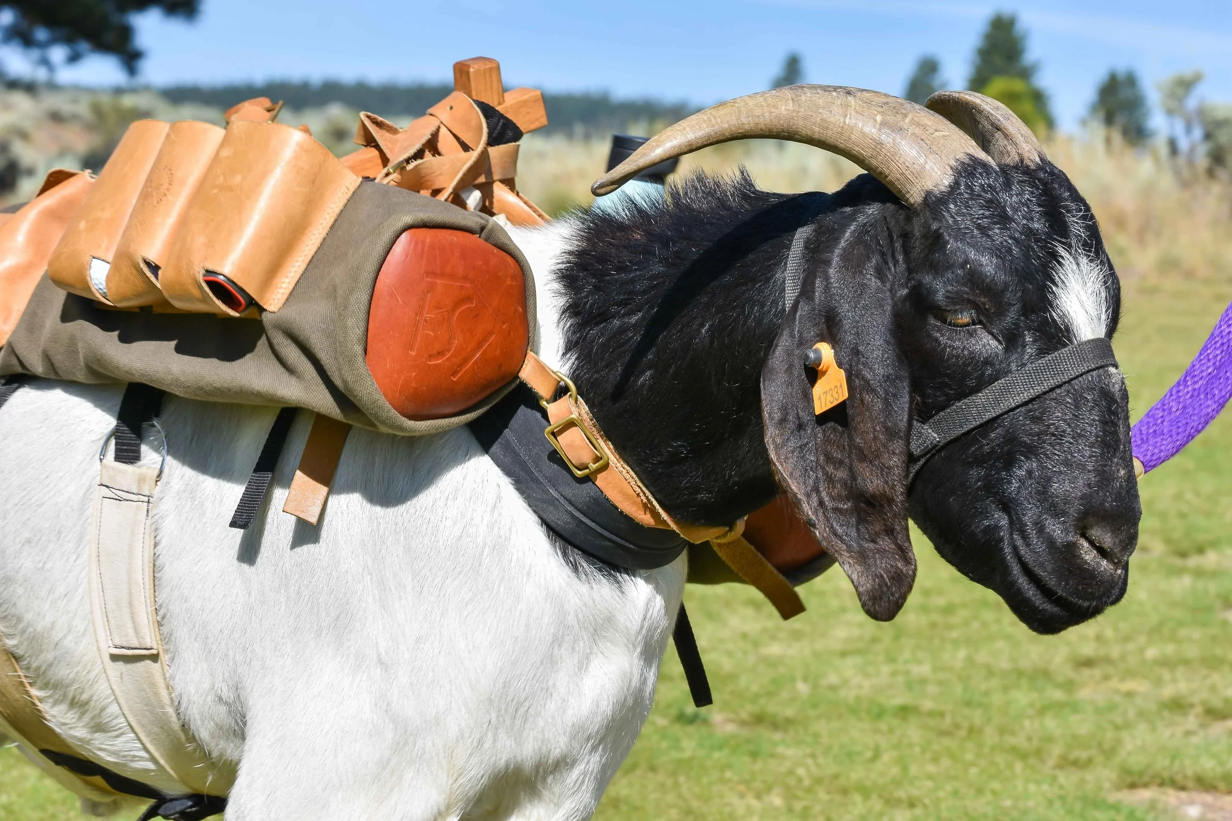Bruce the goat caddie gives me the stink eye after a missed short putt.