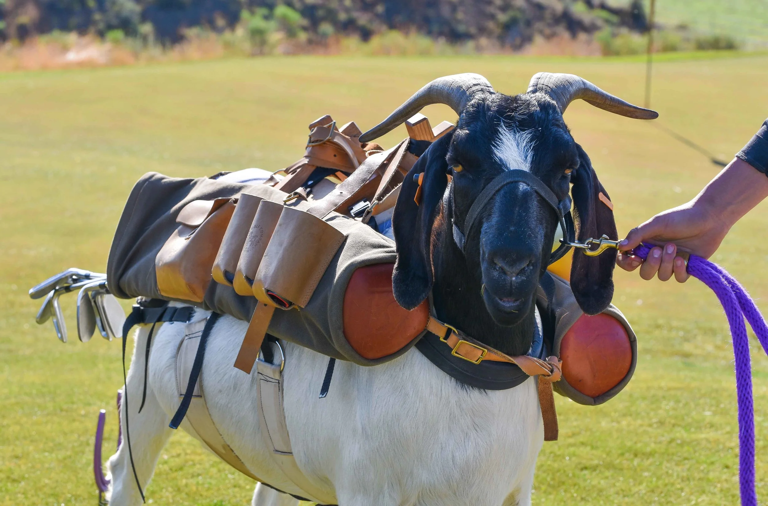 Front view: Bruce The Goat Caddy