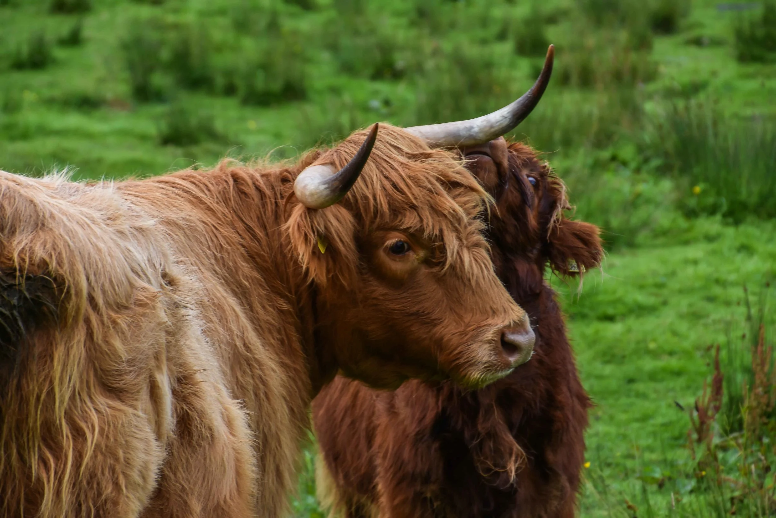 The Highland Coos. Not cows… coos.