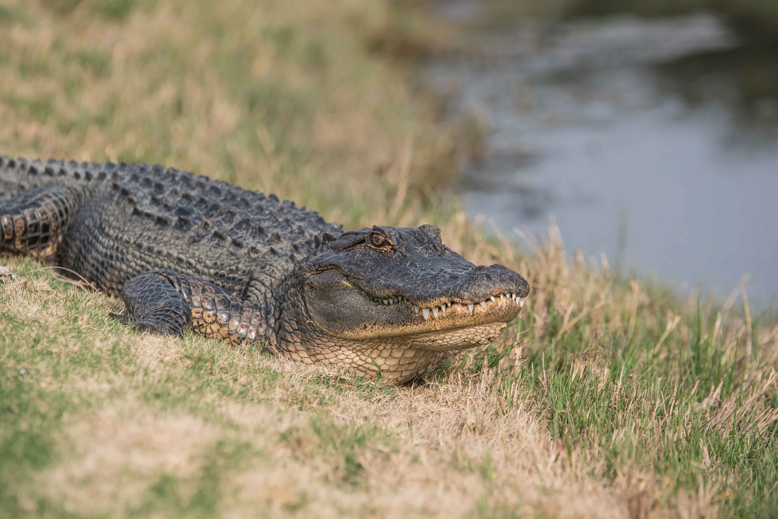 DSC_1594.jpg