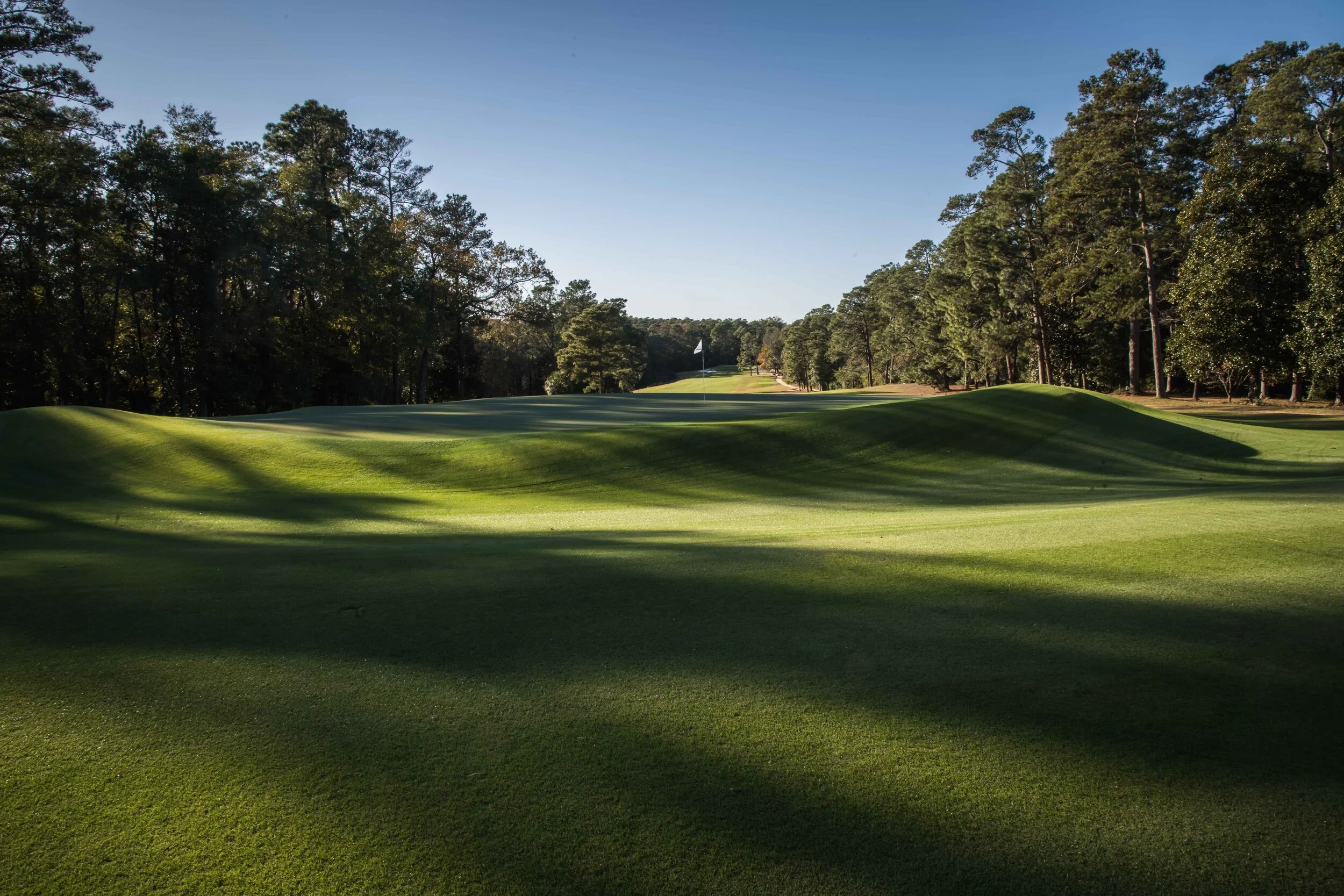 Palmetto_83-3.jpg