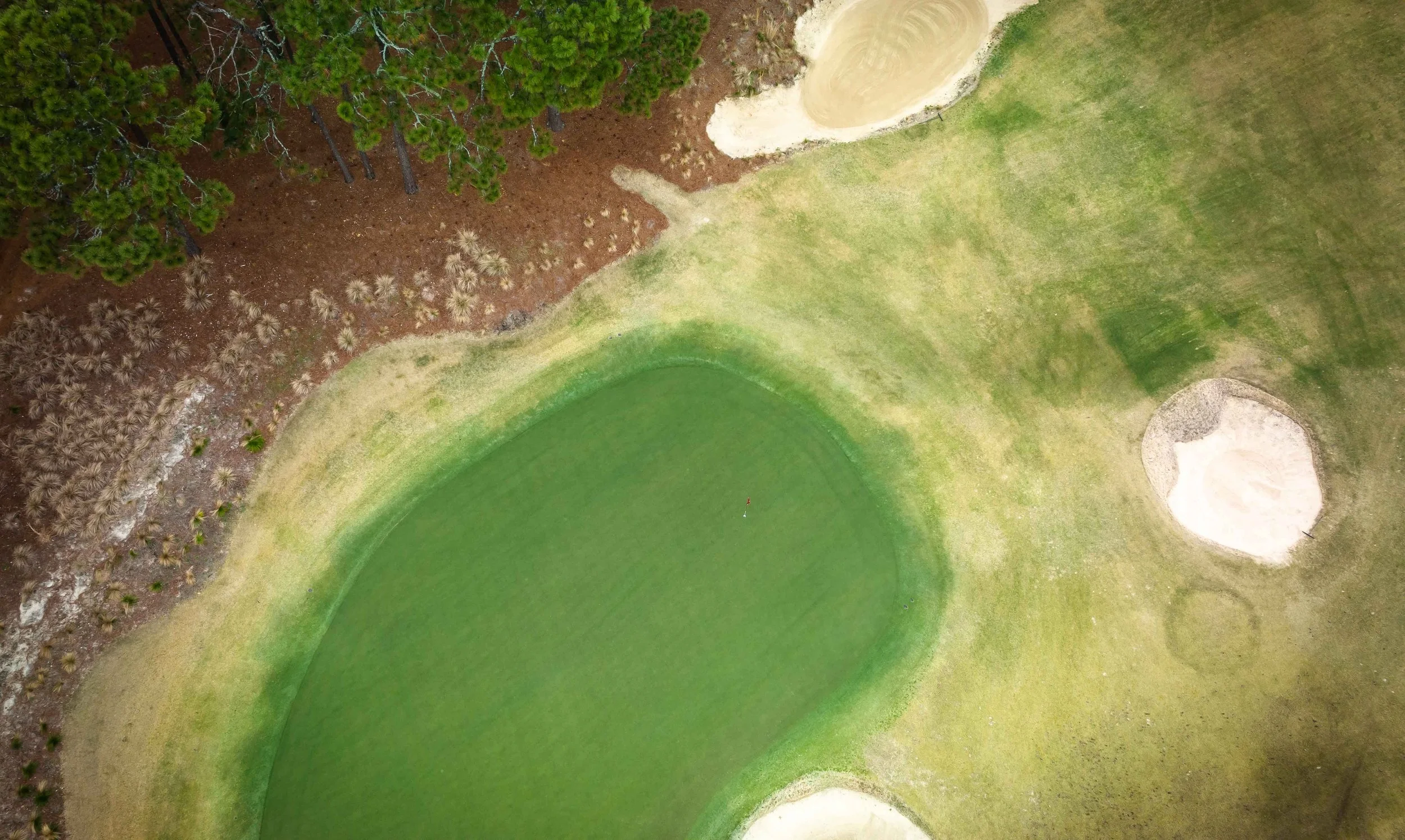 Pine Needles-0244.jpg