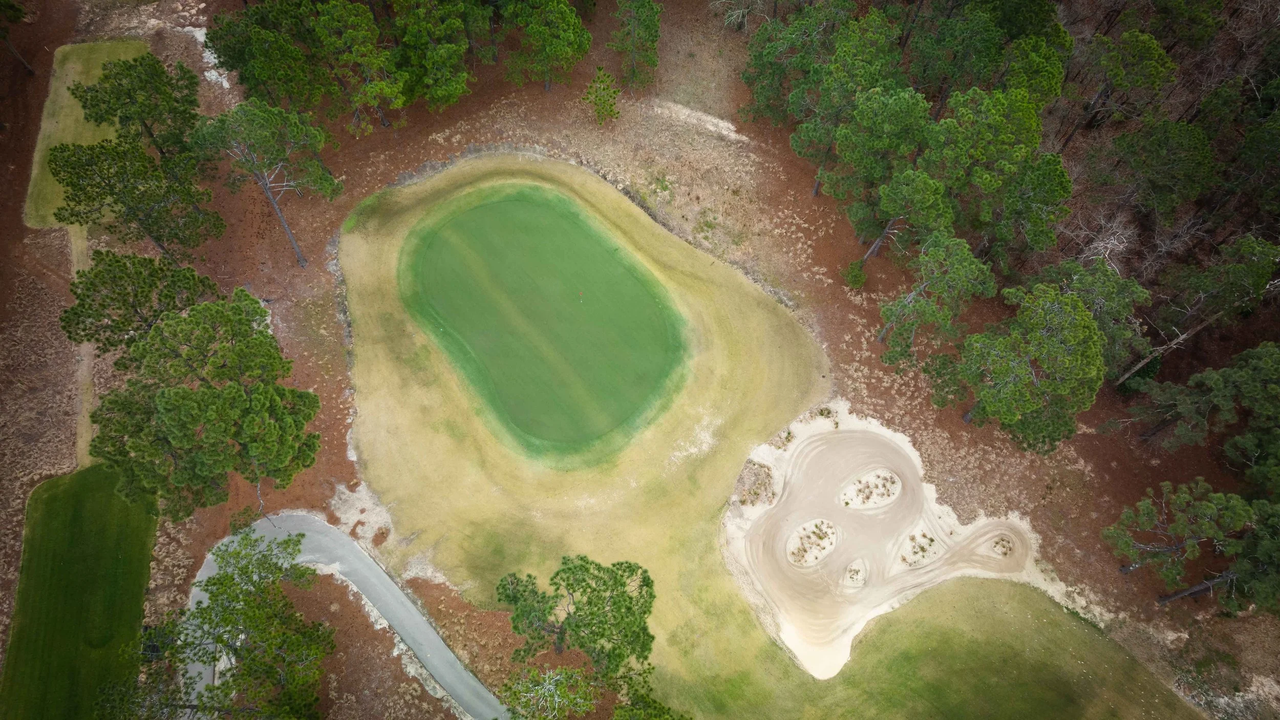 Pine Needles-0252.jpg