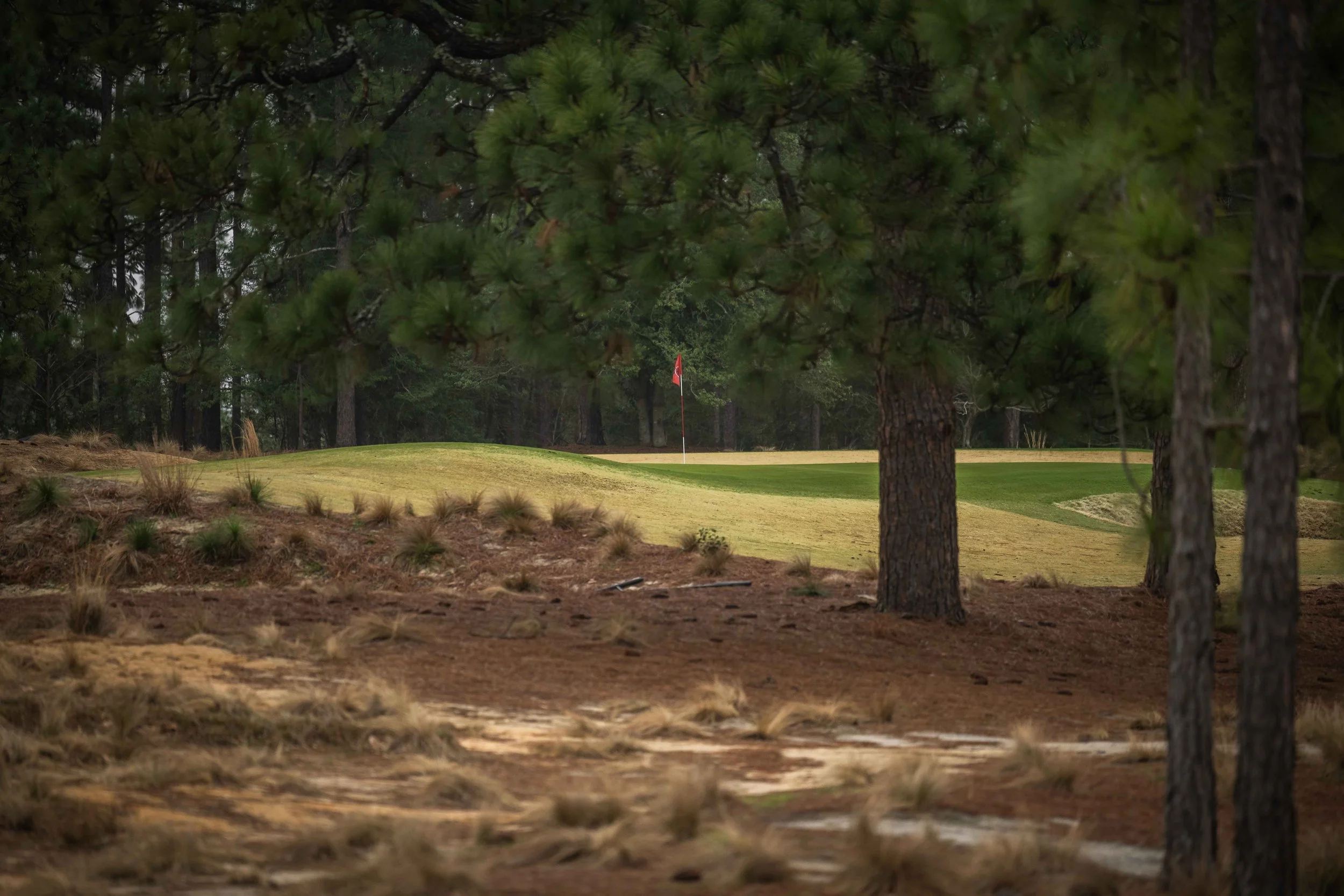 Pine Needles-9553.jpg