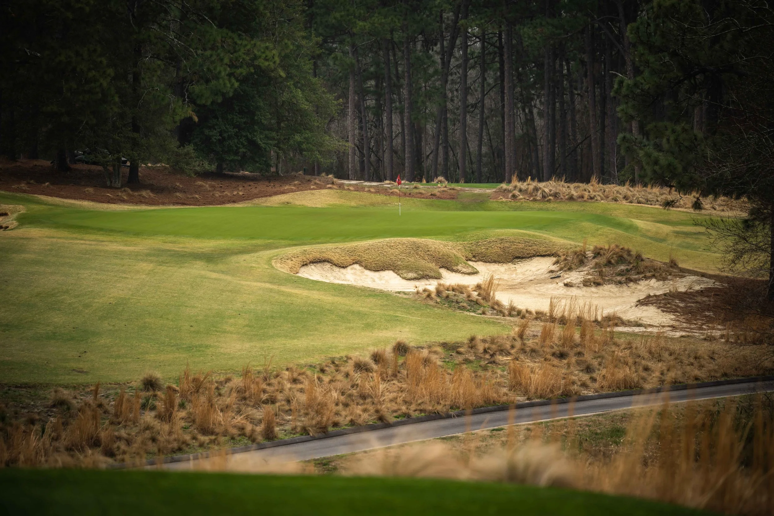 Pine Needles-9560.jpg