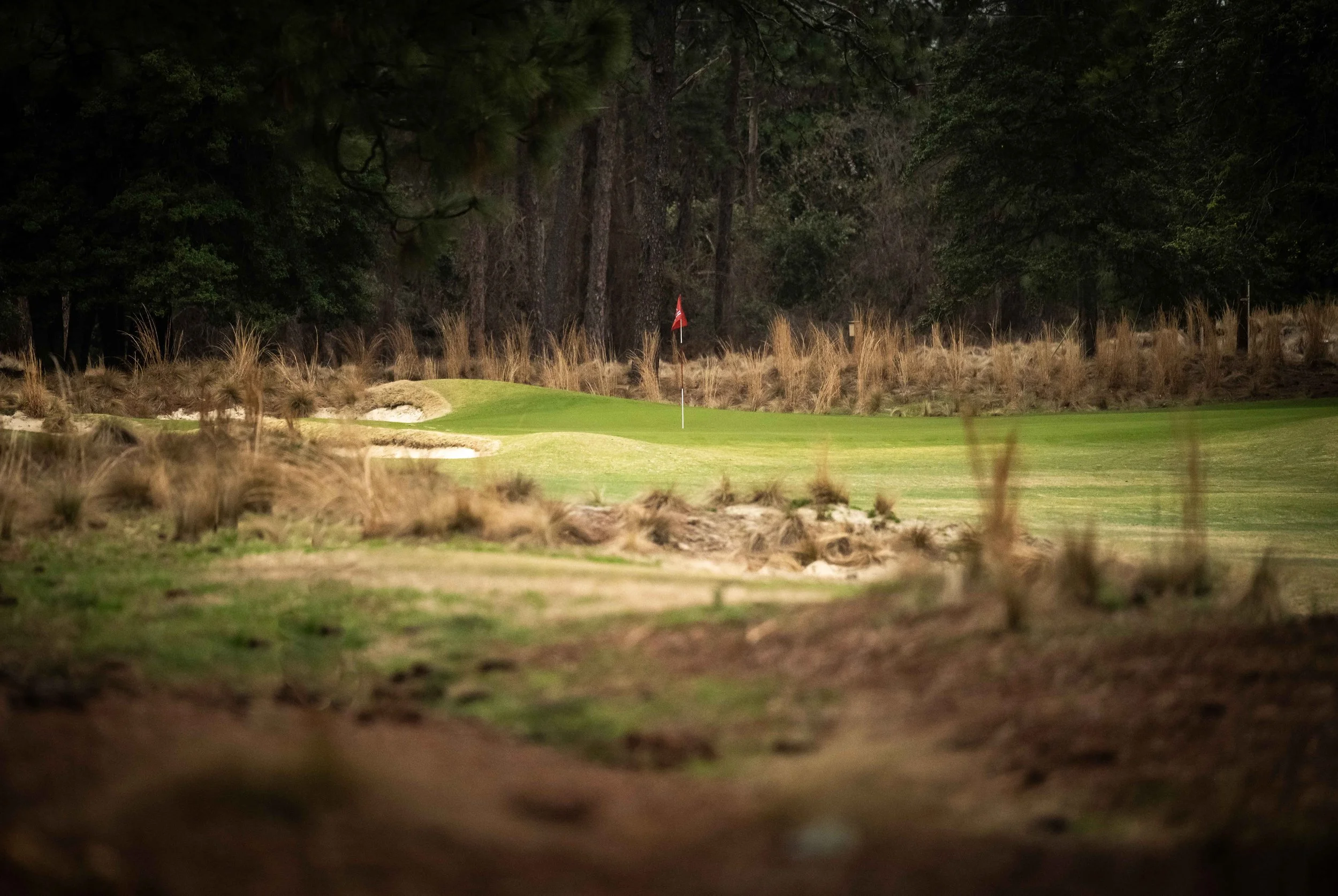 Pine Needles-9572.jpg