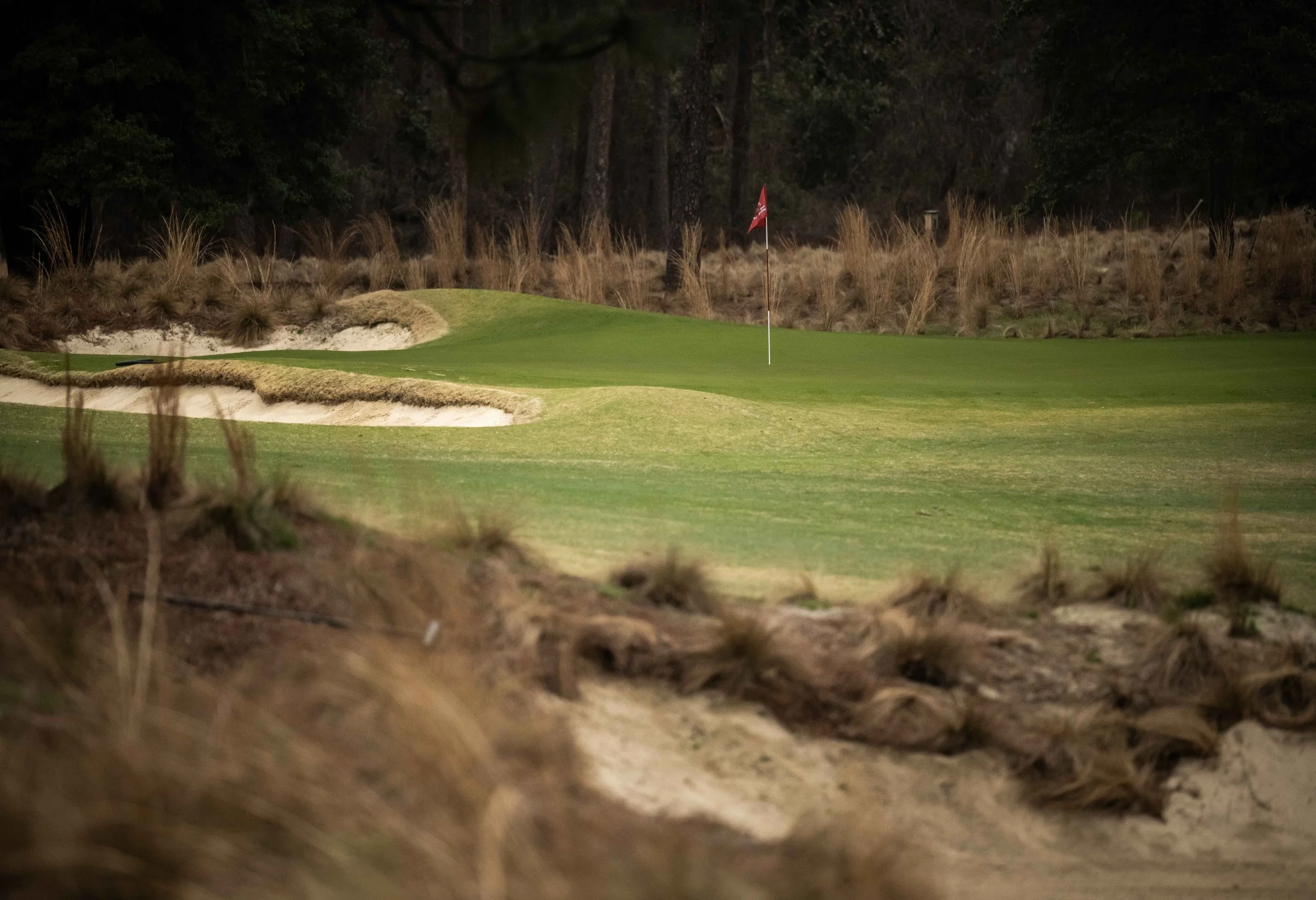 Pine Needles-9574.jpg