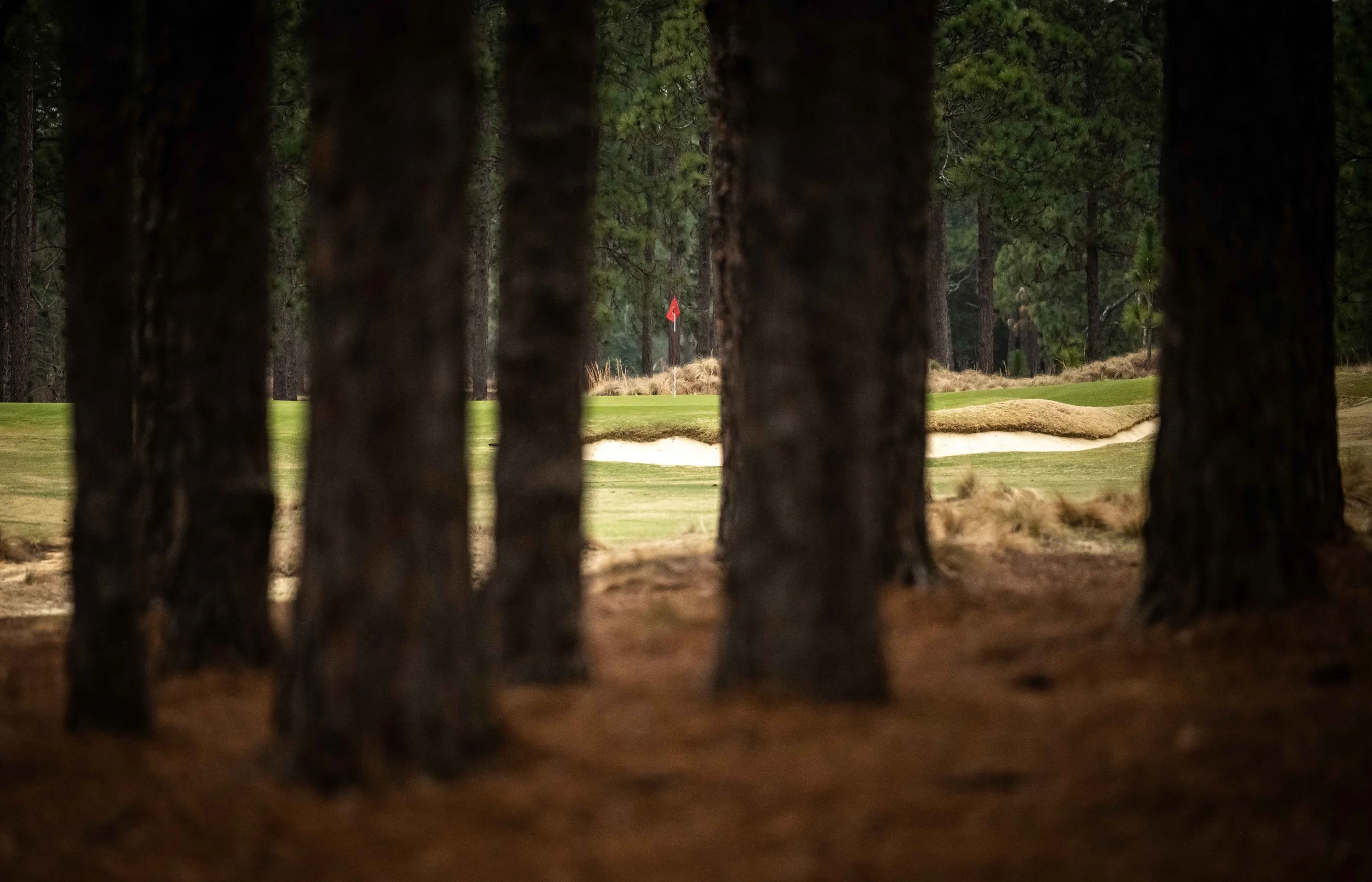 Pine Needles-9591.jpg