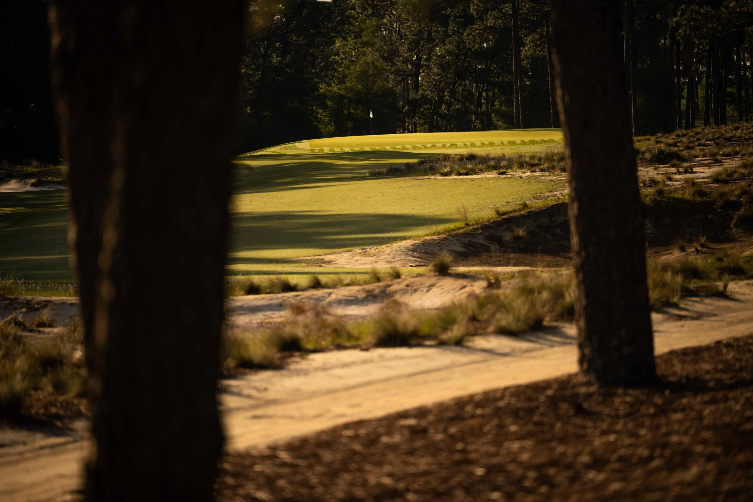 Pinehurst No 2-3665.jpg