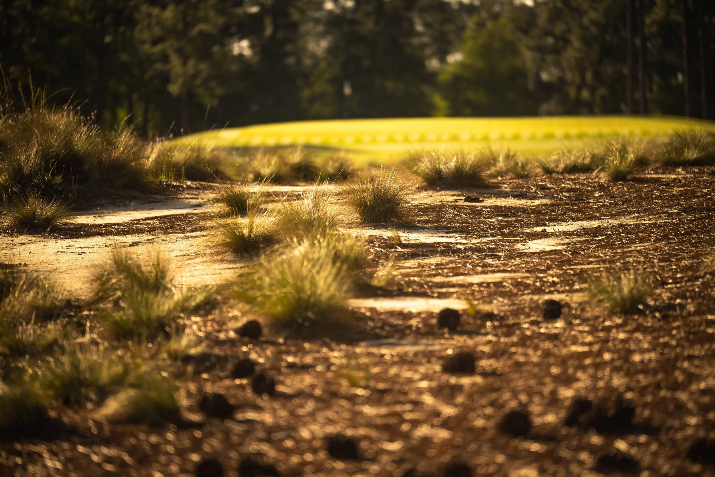 Pinehurst No 2-3679.jpg