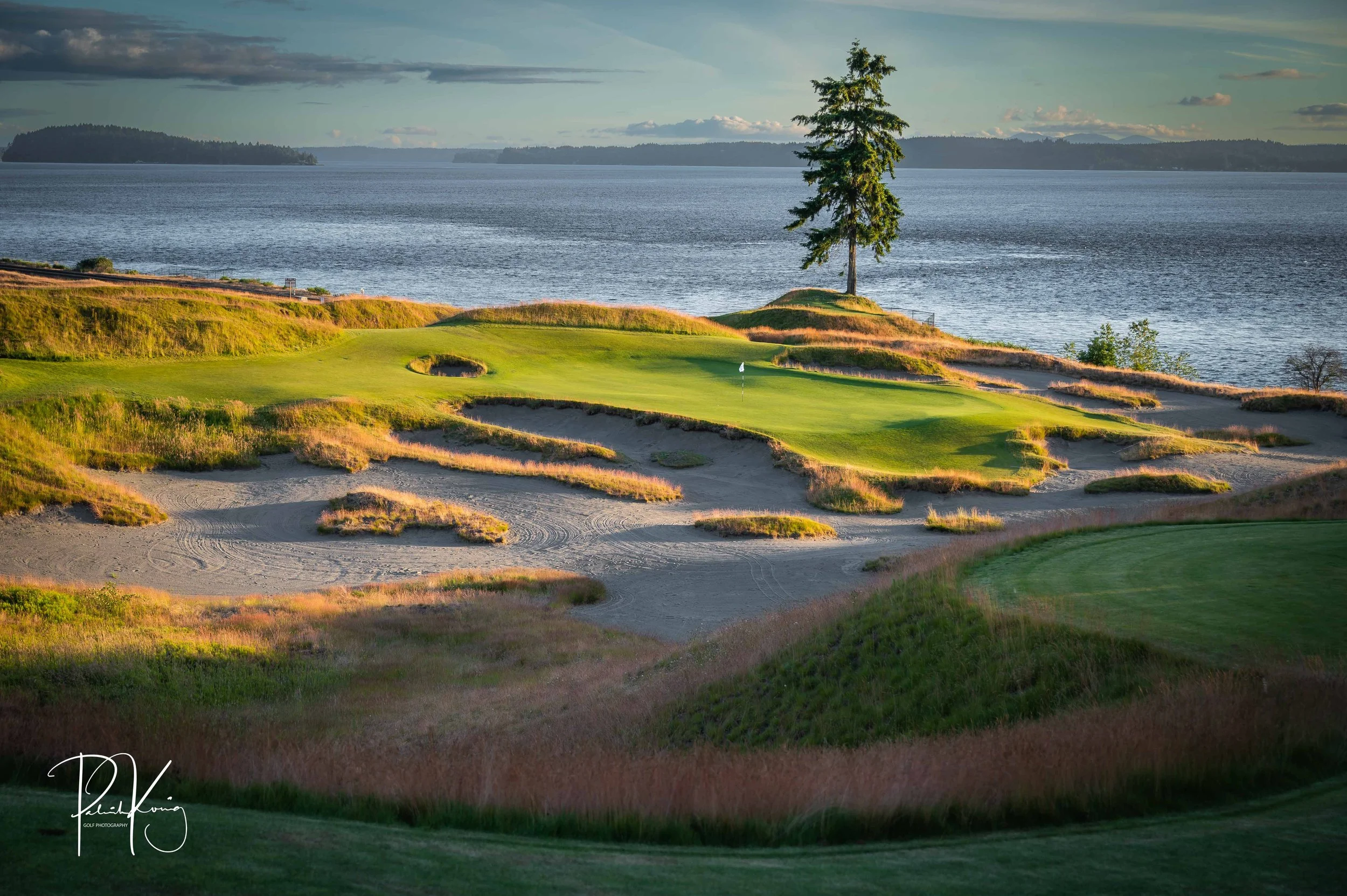 Chambers Bay Lone Fir