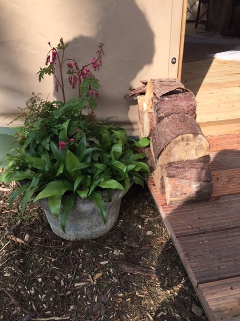 Very proud of my carefully arranged wood pile...I am taking the credit for that! 