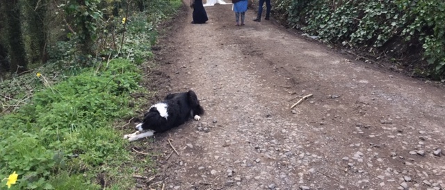 Much more interested in the stick than all the excitement going on around.