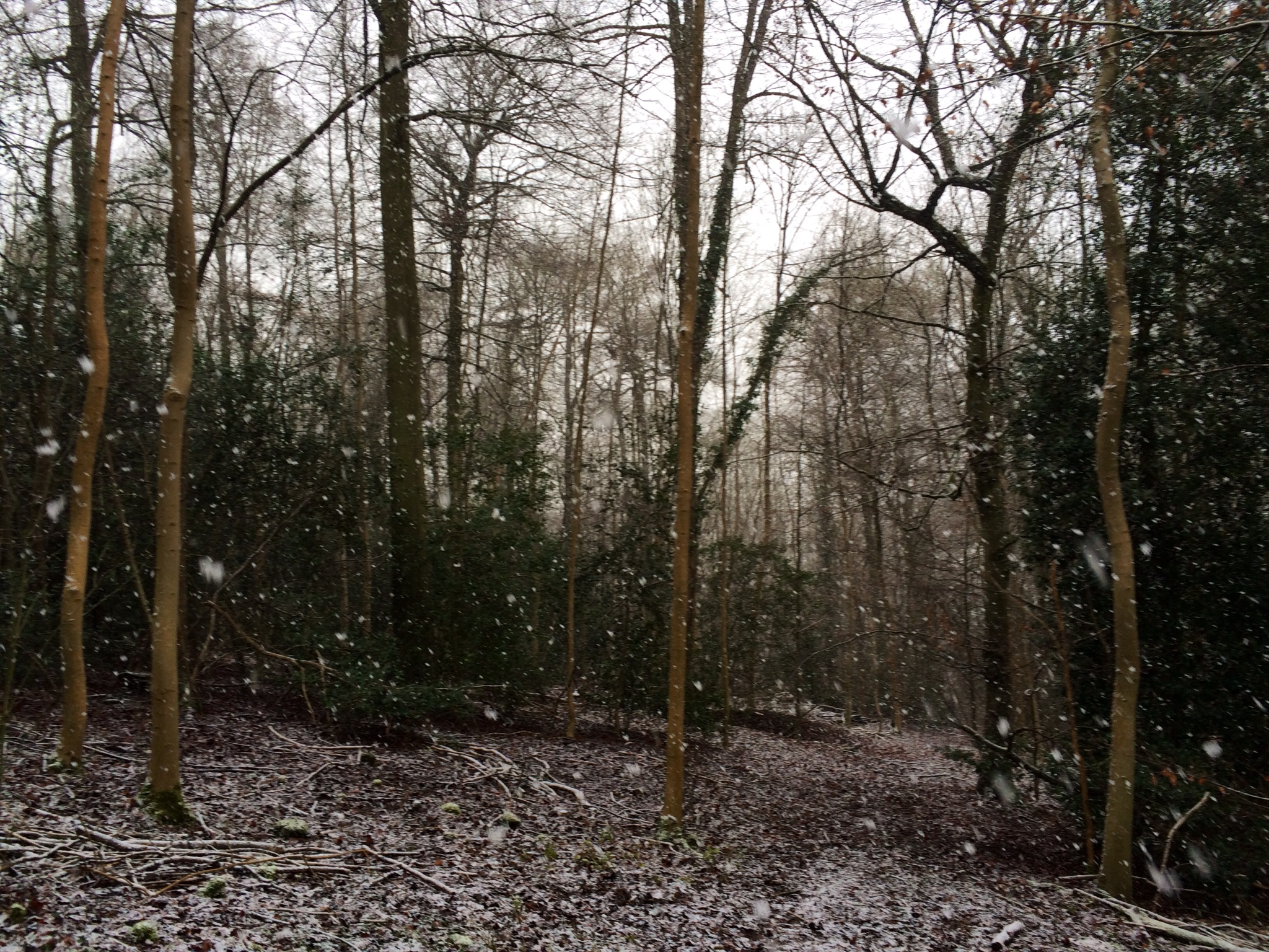 Snow-a-go-go