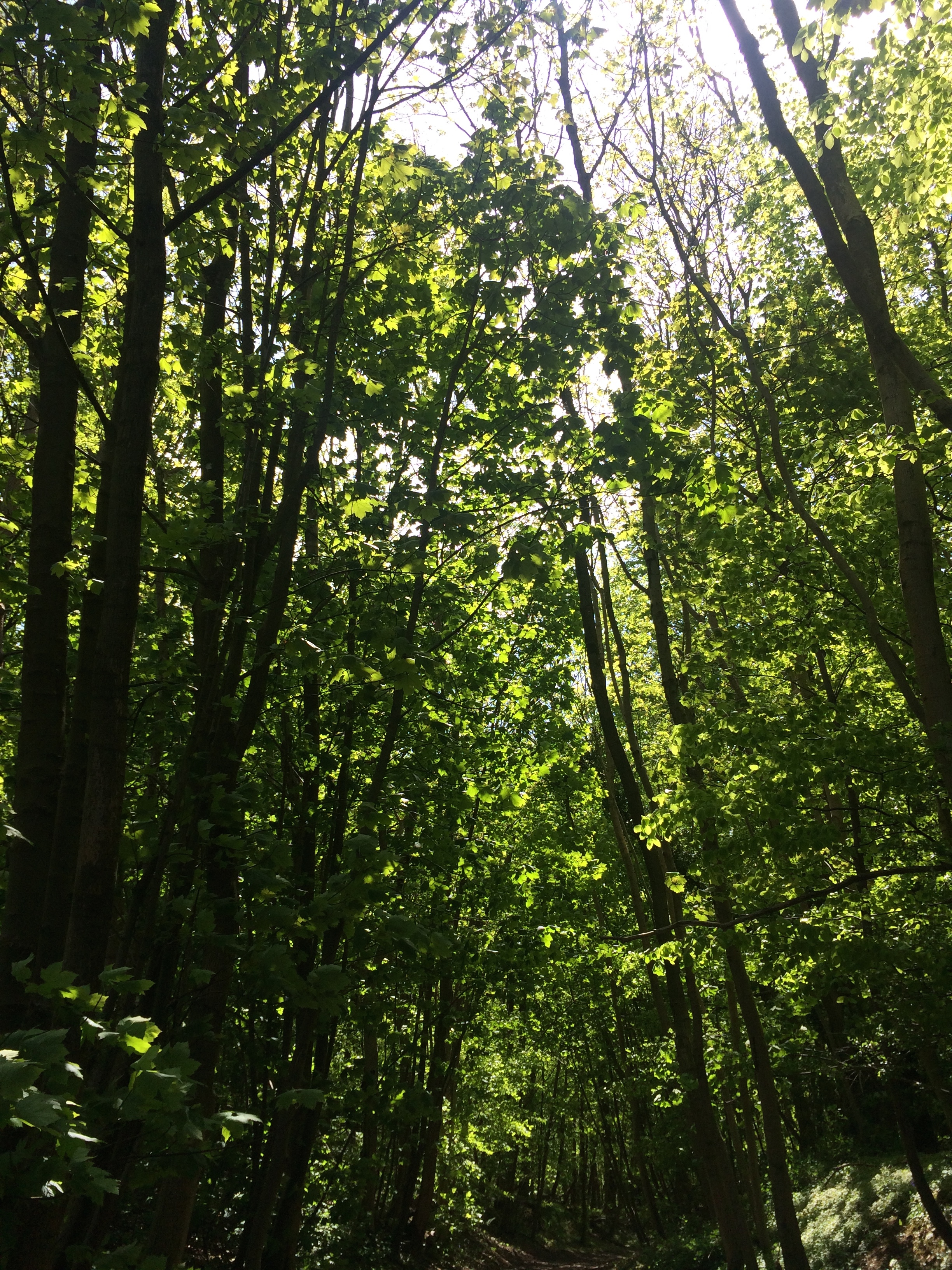 On the North Downs Way