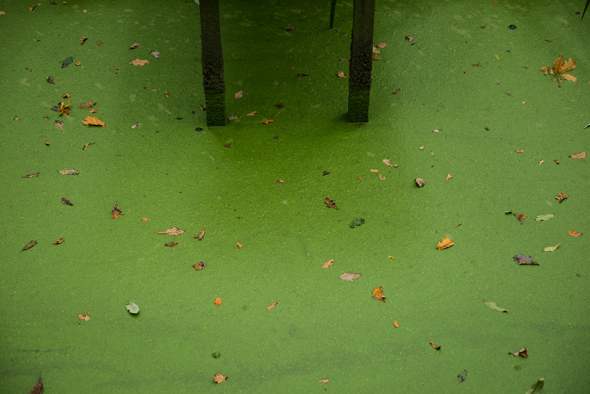 _DSC2355.png