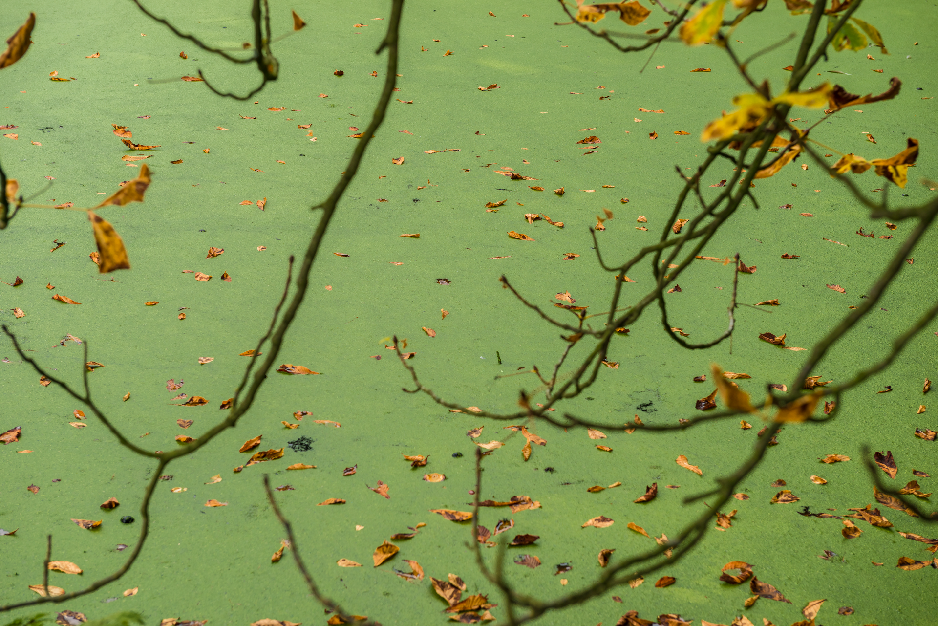 _DSC2374.png