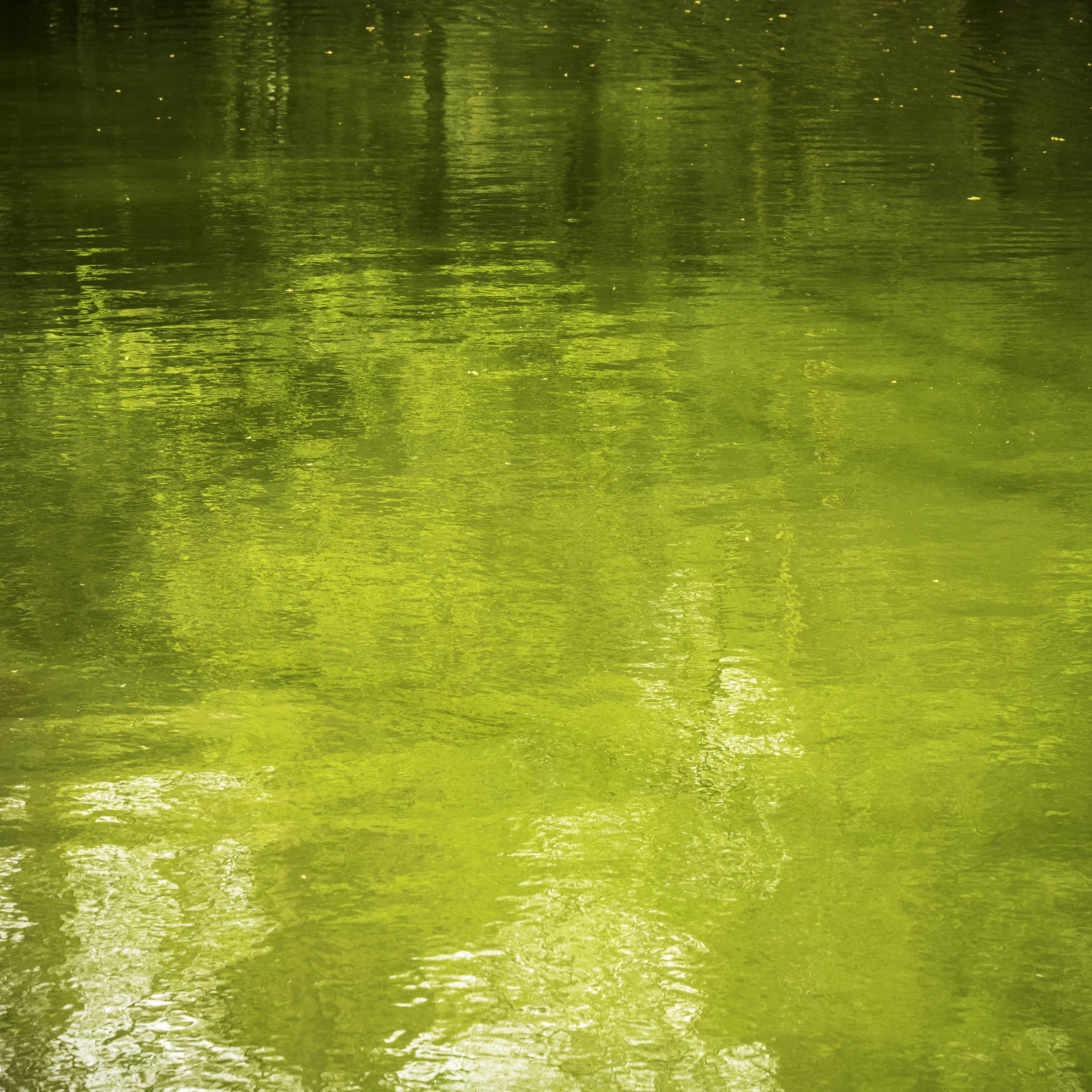 P4290047 w.jpg