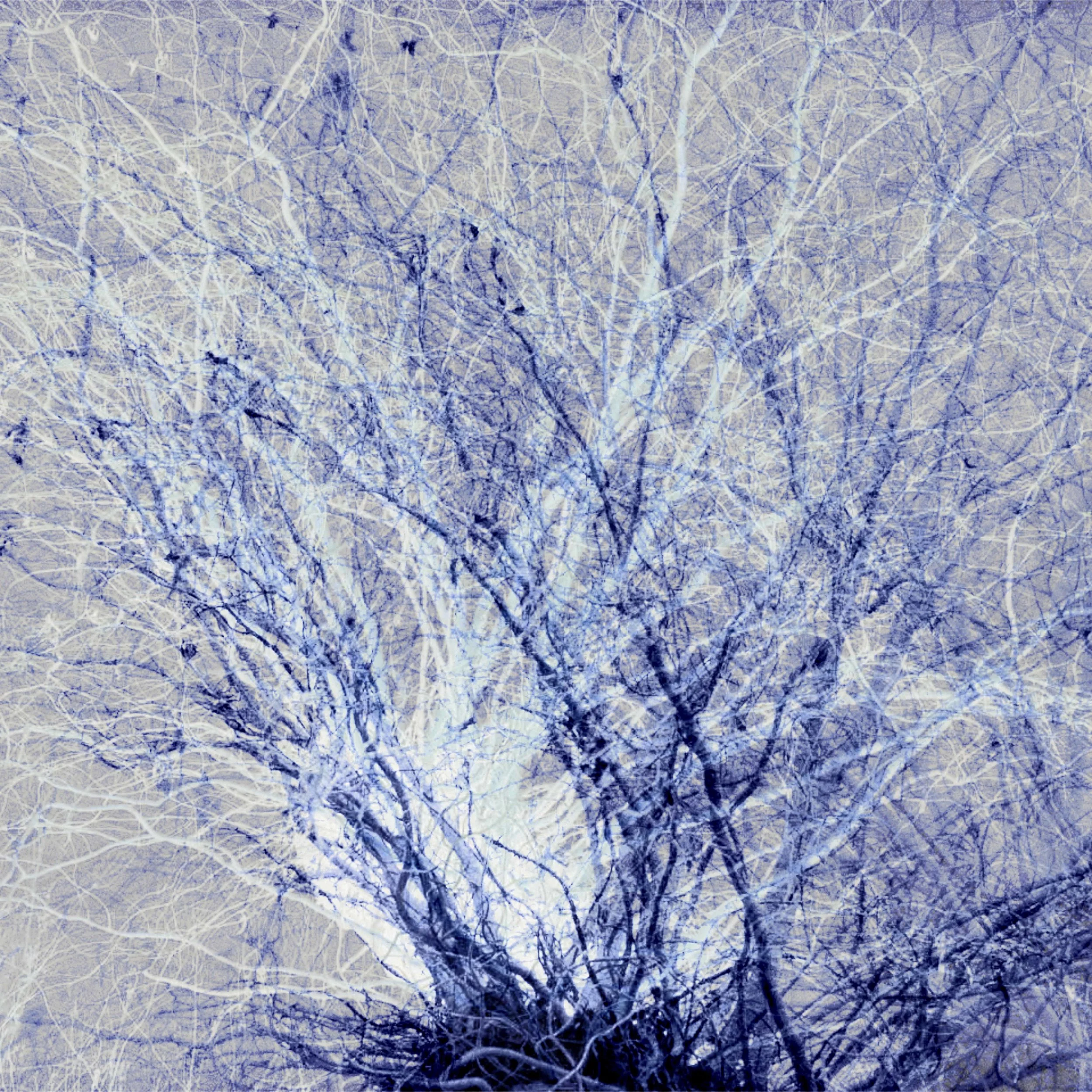 Trees8 w1.jpg