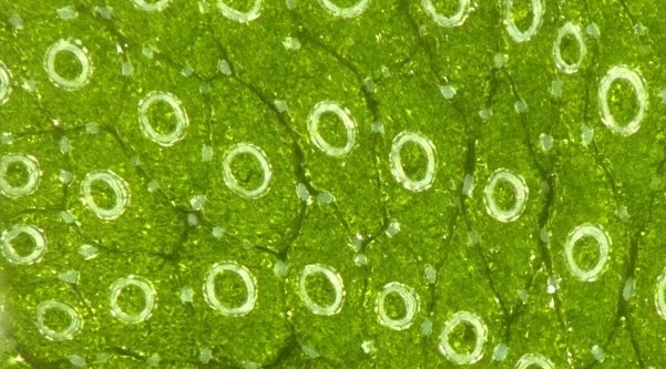 Air chambers on the top surface of the Marchantia polymorpha thallus image: Jim Haseloff