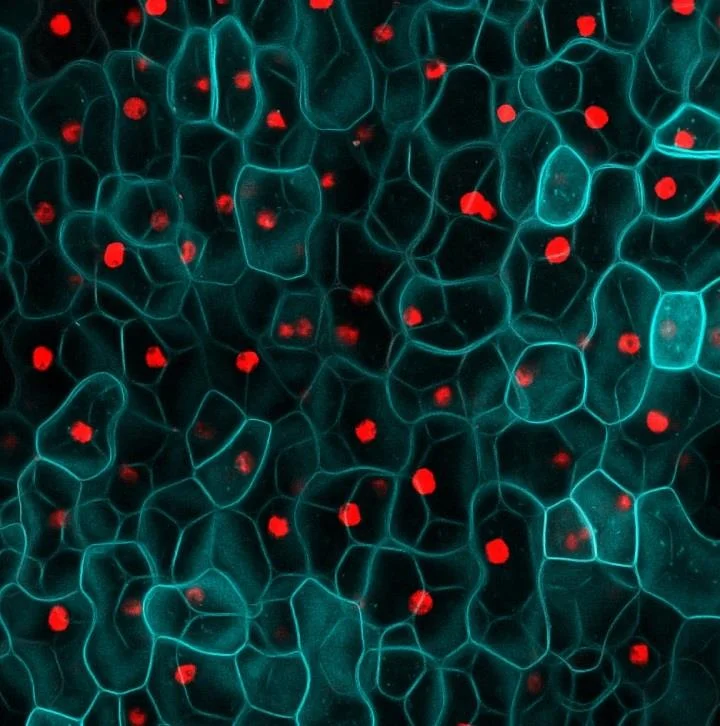 In planta cytometry in Arabidopsis thaliana Image: Fernan Federici