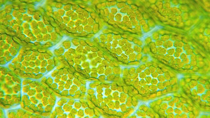 image: Dr. Thomas Geier, Fachgebiet Botanik der Forschungsanstalt Geisenheim, licenced under CC-BY-SA 3.0