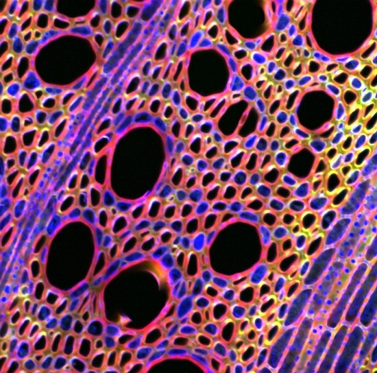 Section through Gnetum wood, confocal image: Jim Haseloff