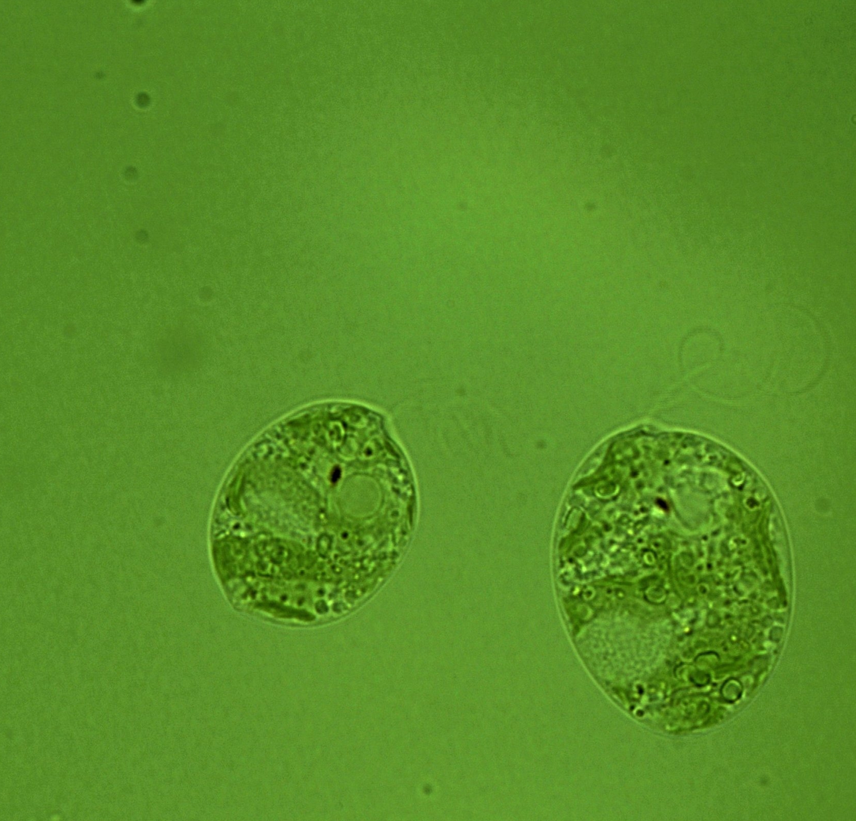 image: Euglenia, shared at JIC bio