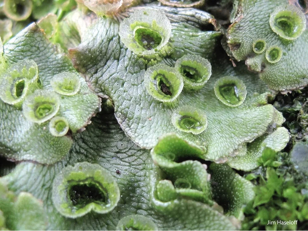 Marchantia  OpenPlant