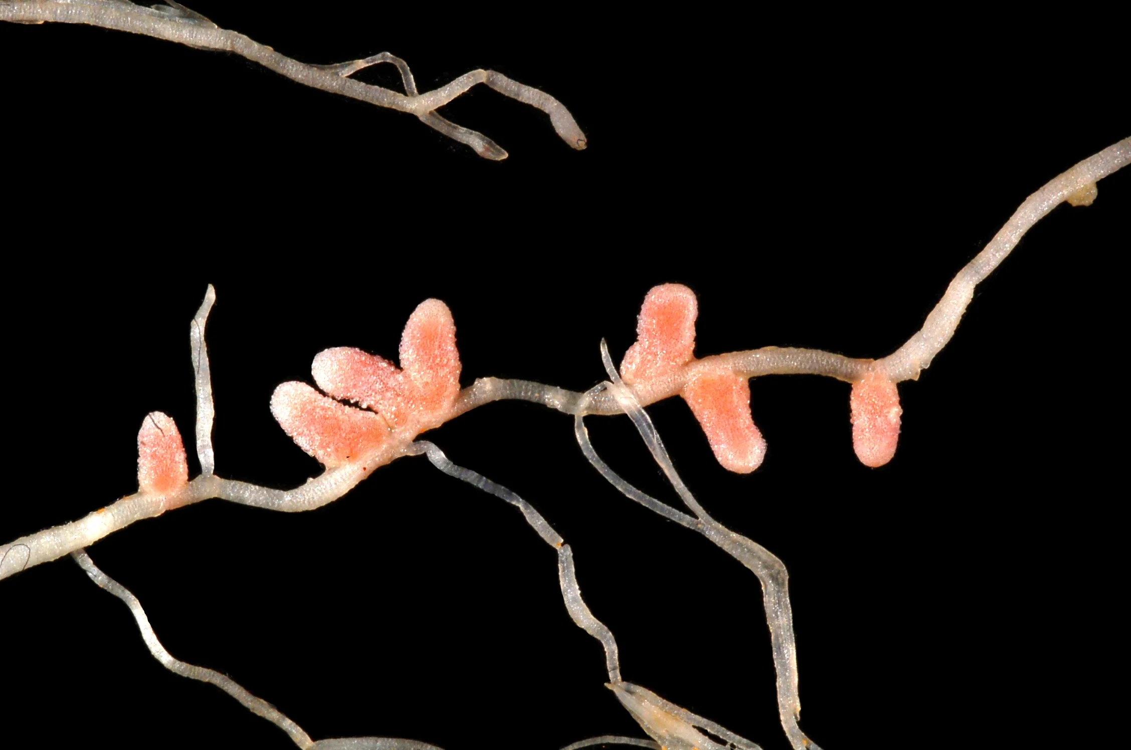 Medicago_italica_root_nodules_2.JPG