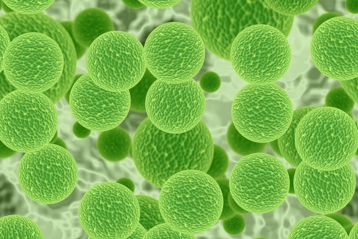 [Closes 3 April 2017] Postdoctoral Researcher - Plant Synthetic Biology