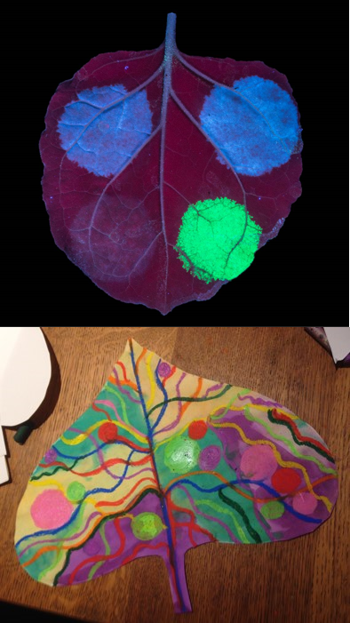 Above: Nicotiana benthamiana by Aymeric Leveau (JIC), image NRP-103 : licenced under CC-BY 4.0. Below: Artwork created by a scientists, inspired by above image of Nicotiana benthamiana