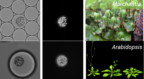 Figure 1: Encapsulation of protoplasts from model plant species