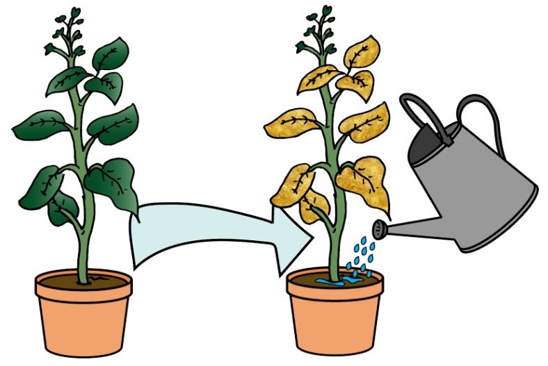 A biological dream; leaves which turn gold when you water it