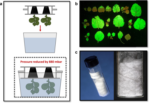 Fig 2 from paper: Generation of gram quantities of triterpene using vacuum infiltration a , Vacuum infiltration of N. benthamiana plants. Plants are retained by a bespoke holder, inverted into a bath containing 10 L of A. tumefaciens suspension, and a vacuum applied. Upon release of the vacuum the infiltration process is complete. b , GFP expression in leaves from a vacuum-infiltrated plant 5 days after infiltration (leaves arranged from top left to bottom right in descending order of their height on the plant). The youngest leaves (top left) were formed post-infiltration. c , β-Amyrin purified from vacuum-infiltrated plants following transient expression.