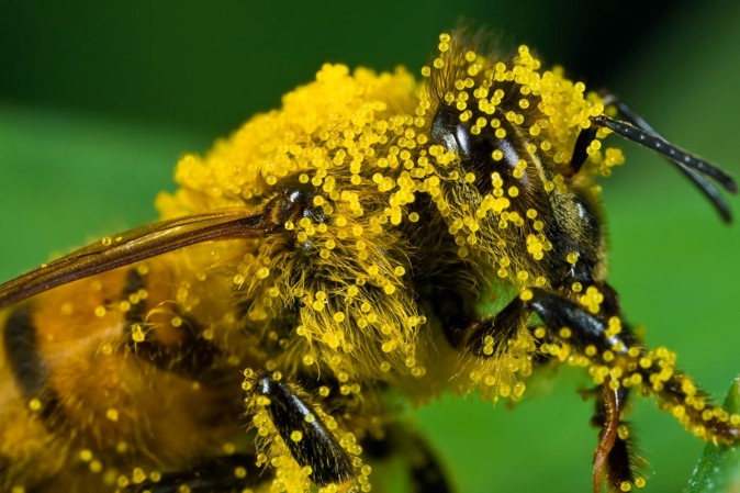 Bee covered in pollen
