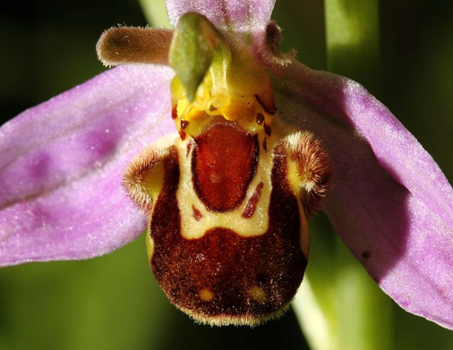 Bee Orchid flower