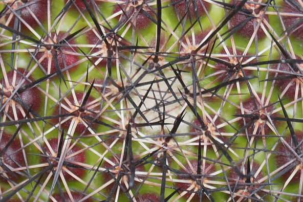 Close up of Fish hook cactus spikes