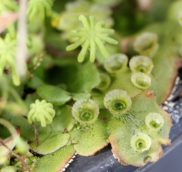 [Closes 31 Sep 2017] PhD Studentship in sex chromosome evolution in liverworts
