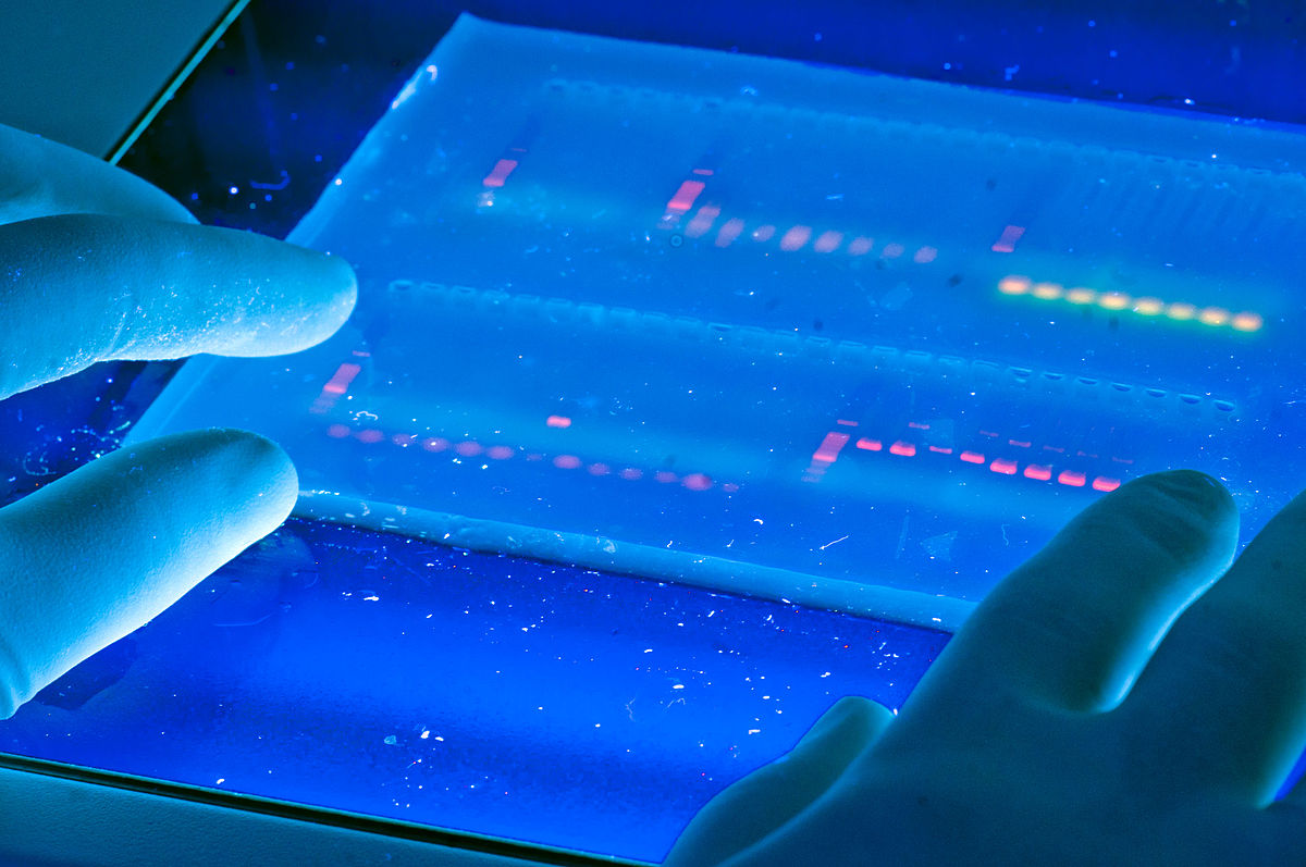 Agarose_gel_with_UV_illumination_-_Ethidium_bromide_stained_DNA_glows_orange_(close-up).jpg