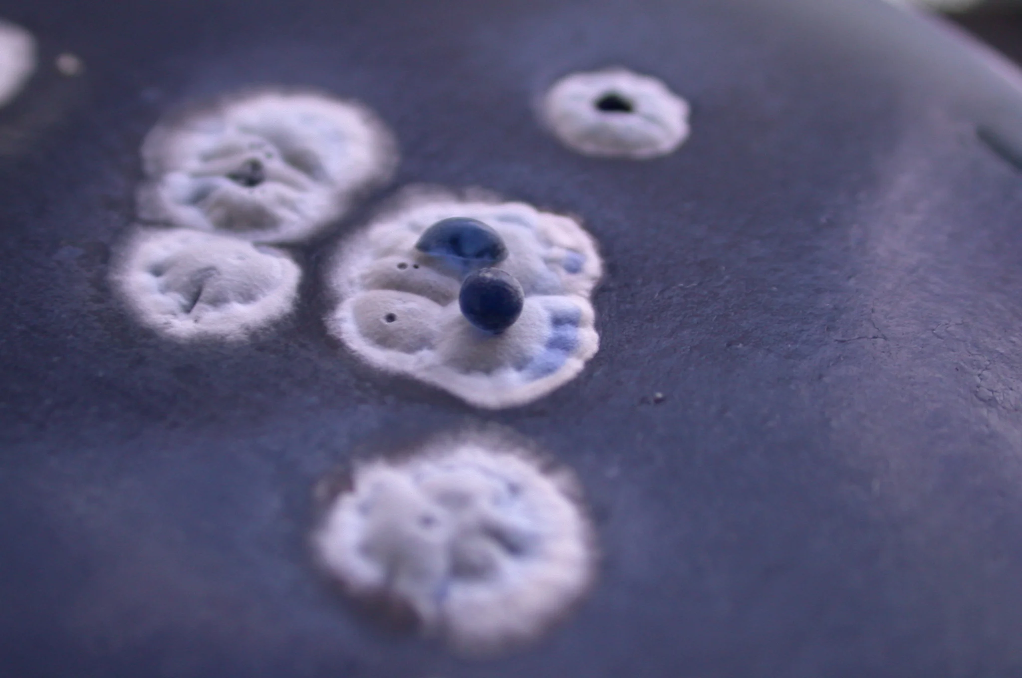 Targeting bacteria through host induced gene silencing