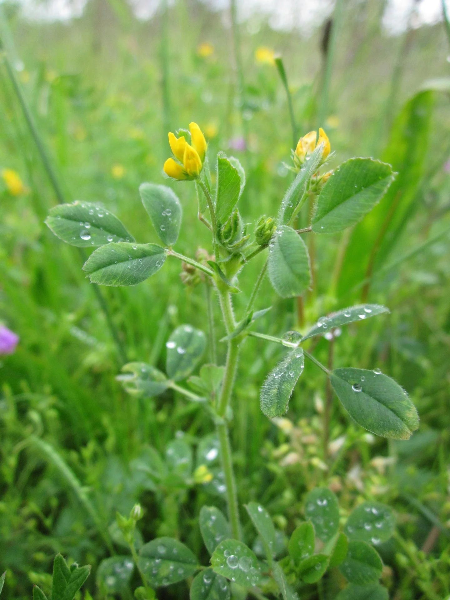 medicago-minima-846613_1920.jpg