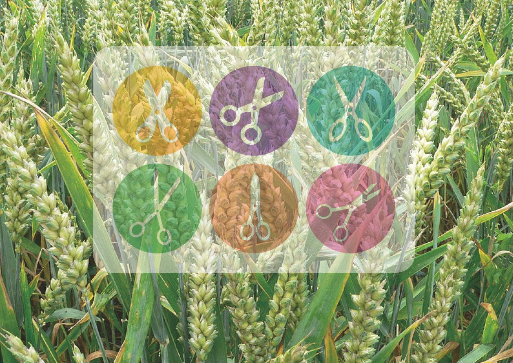 GARNet Plant Gene Editing Workshop