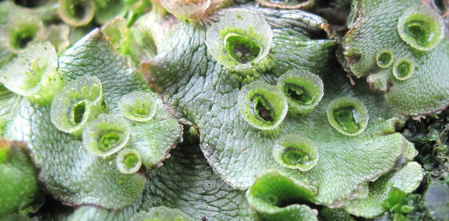 Marchantia polymorpha genome published with OpenPlant co-authors