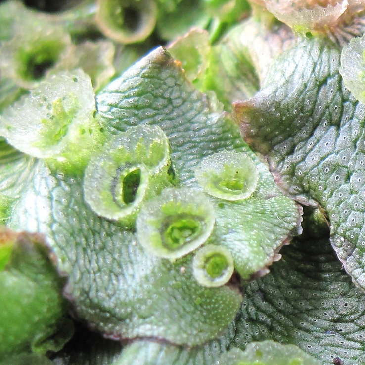 Marchantia polymorpha. Credit: Jim Haseloff