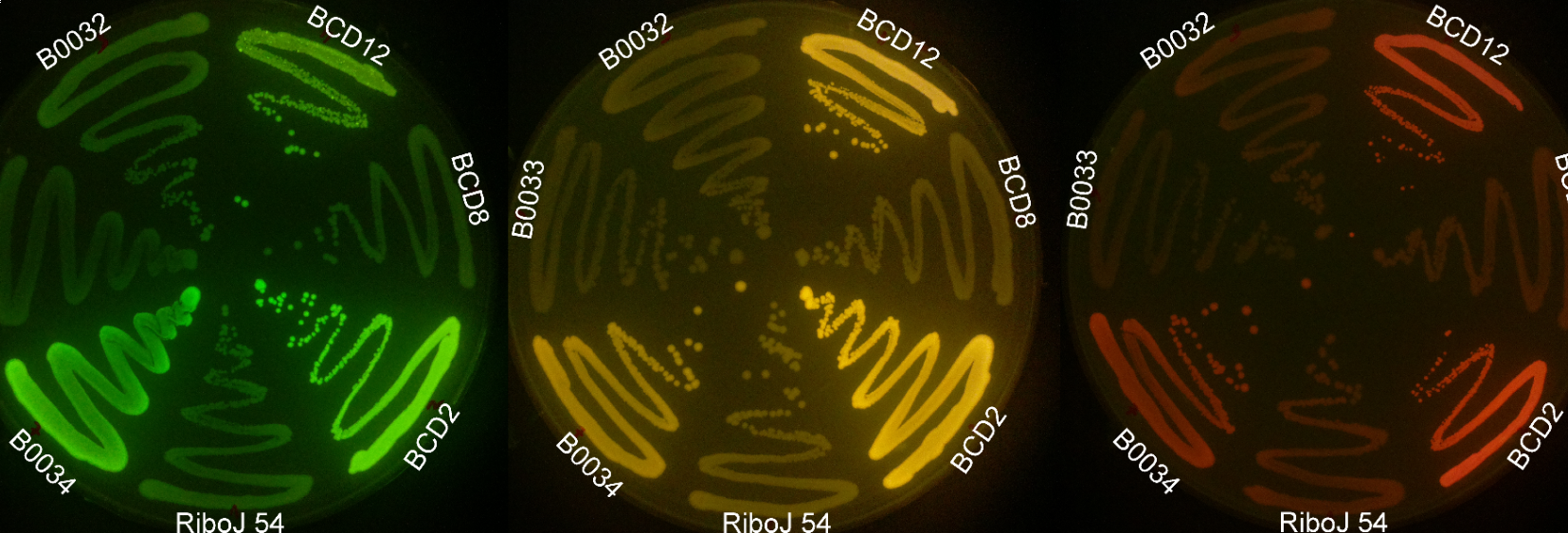 2018-01-06--1515266846_1655x563_scrot.png