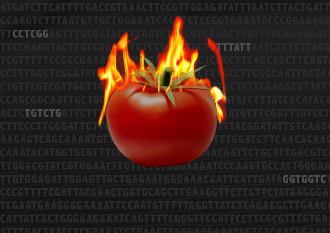 SpicyTomato.png