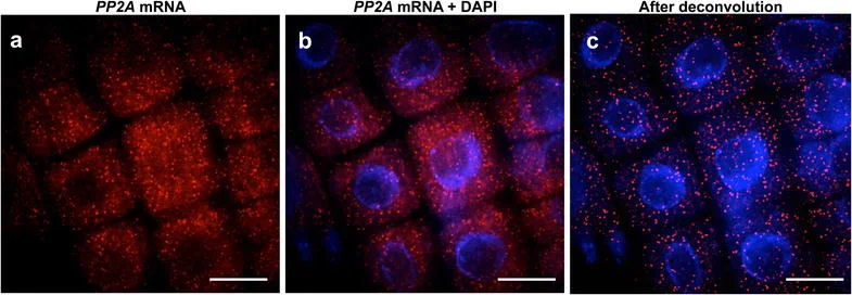 Example of smFISH in Arabidopsis. Duncan, Susan, et al. "A method for detecting single mRNA molecules in Arabidopsis thaliana." Plant methods 12.1 (2016): 13. Licensed under CC-BY 4.0