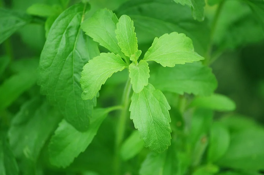Stevia plant. Robert Lynch, 2012. Wiki images.